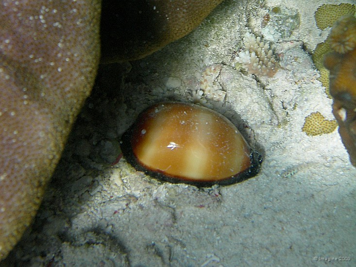 160- Porcelaine, Gadji.JPG